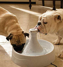 Customizable Drinking Fountain for the Multiple Pet Household