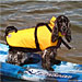 Fido Float - Dog Life Jackets
