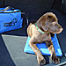 Hound Cooler - Cooling Pet Bed System
