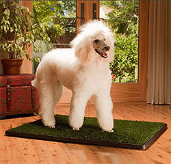 Indoor Dog Potty