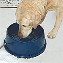 Thermo-Bowl Heated Dog Bowl
