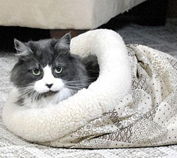 Kitty Crinkle Sack Cat Bed