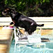 PoolPup Steps: Pool Steps for Dogs