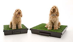 The Original Pet Loo - Indoor Dog Potty