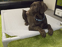 Elevated Dog Bed - Heavy Duty Aluminum Coolaroo Dog Bed