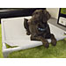 Elevated Dog Bed - Heavy Duty Aluminum Coolaroo Dog Bed