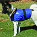 HyperKewl Evaporative Cooling Dog Coat