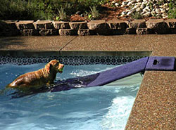 Floating Water Ramp for Dogs