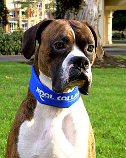 Cooling Collar for Dogs