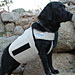 TechKewl Phase Change Cooling Dog Coat